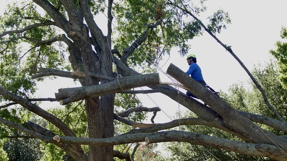 Professional Hazardous Tree Removal performed by certified arborists in Hensley