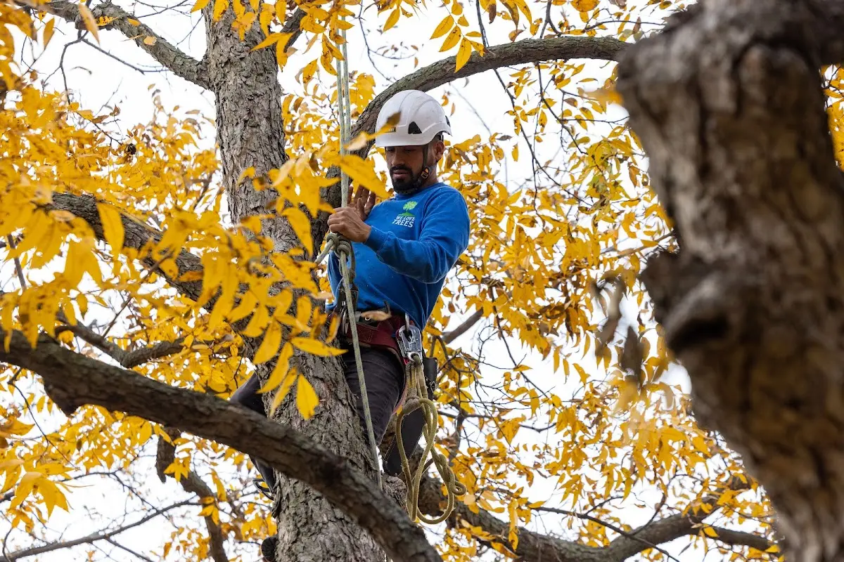 Skilled Tree Transplanting crew working in Hensley